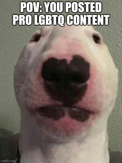 Nelson the Bull Terrier / Walter | POV: YOU POSTED PRO LGBTQ CONTENT | image tagged in nelson the bull terrier / walter | made w/ Imgflip meme maker