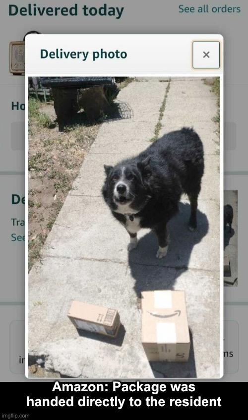 No Signature Required | Amazon: Package was handed directly to the resident | image tagged in funny memes,amazon,delivery,funny dog memes | made w/ Imgflip meme maker