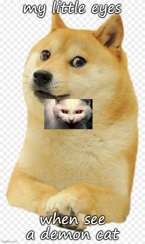 doge meme eyes | my little eyes; when see a demon cat | image tagged in doge,funny memes | made w/ Imgflip meme maker