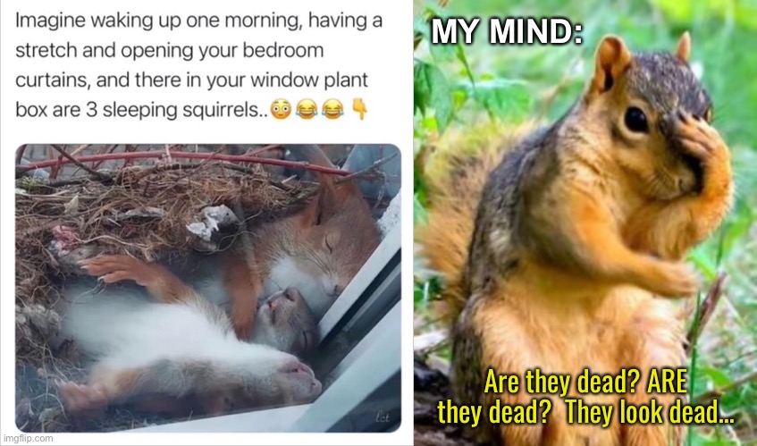 Tap on the glass—see if they wake up. | MY MIND:; Are they dead? ARE they dead?  They look dead… | image tagged in funny memes,dark humor,squirrels,funny squirrel memes | made w/ Imgflip meme maker