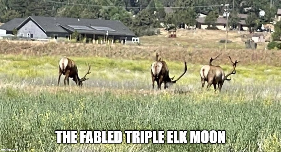 triple elk moon | THE FABLED TRIPLE ELK MOON | image tagged in moon | made w/ Imgflip meme maker