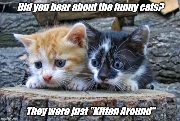 Dad Joke Meme of the Day! |  Did you hear about the funny cats? They were just "Kitten Around" | image tagged in dad joke meme,cats,kittens,cute and funny | made w/ Imgflip meme maker
