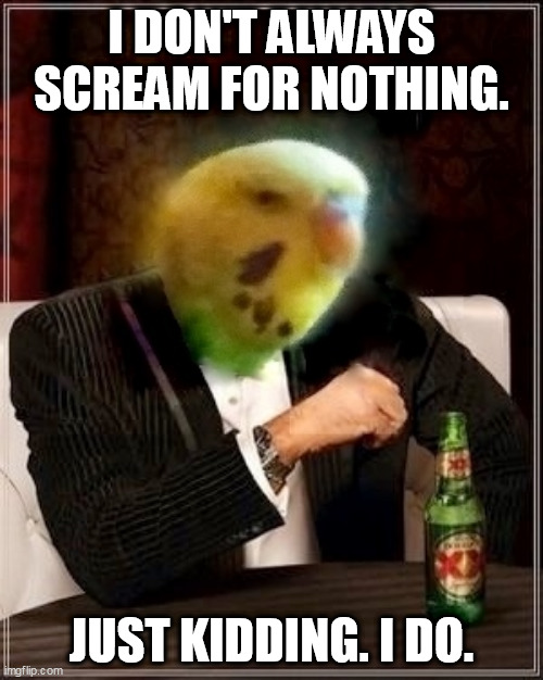 The Most Interesting Bird in the World | I DON'T ALWAYS SCREAM FOR NOTHING. JUST KIDDING. I DO. | image tagged in the most interesting bird in the world,the most interesting man in the world,parakeets,budgies,birbs | made w/ Imgflip meme maker
