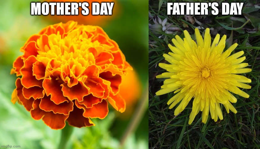 Comparison | FATHER'S DAY; MOTHER'S DAY | image tagged in flowers | made w/ Imgflip meme maker