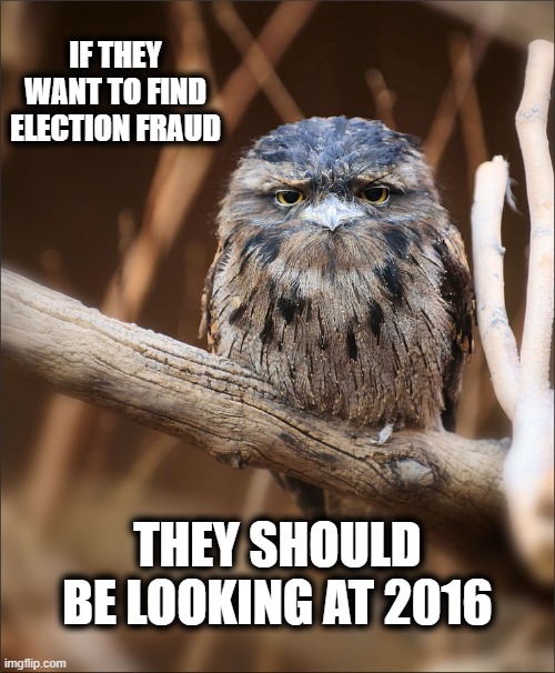 Those who whine the loudest... | IF THEY WANT TO FIND ELECTION FRAUD; THEY SHOULD BE LOOKING AT 2016 | image tagged in unimpressed owl,politics,memes,election 2016,voter fraud,trump is a moron | made w/ Imgflip meme maker
