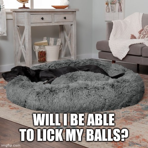Human Size Dogbeds to ease stress | WILL I BE ABLE TO LICK MY BALLS? | image tagged in useless stuff | made w/ Imgflip meme maker