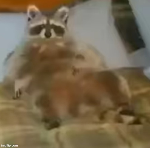 large racoon | image tagged in memes | made w/ Imgflip meme maker