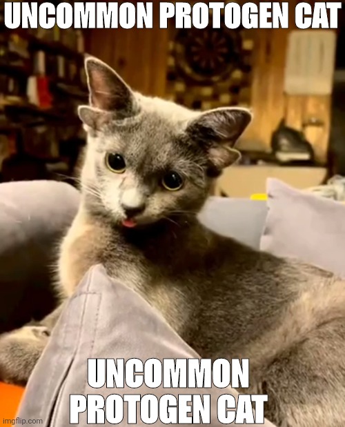 This cat has a rare genetic mutation, so 2 sets of ears | UNCOMMON PROTOGEN CAT; UNCOMMON PROTOGEN CAT | image tagged in cats,pictures | made w/ Imgflip meme maker
