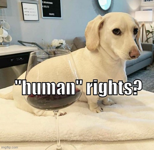 This is a cups world. Where all just shitting in it | "human" rights? | image tagged in dog | made w/ Imgflip meme maker