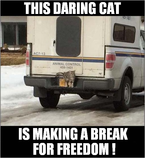 The Great Escape Caught On Camera ! | THIS DARING CAT; IS MAKING A BREAK
 FOR FREEDOM ! | image tagged in cats,escape,caught in the act,freedom | made w/ Imgflip meme maker