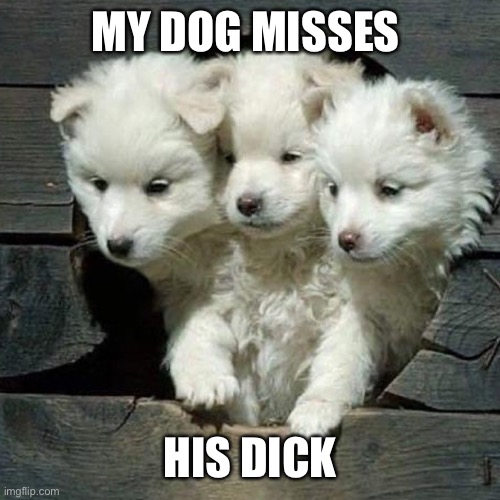 :( | MY DOG MISSES; HIS DICK | made w/ Imgflip meme maker