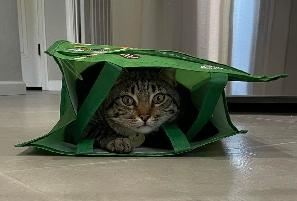 Don't Let the Cat Out of the Bag Blank Meme Template