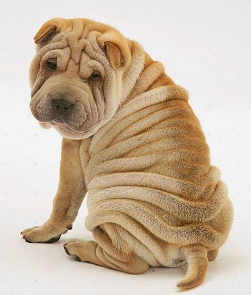 image tagged in wrinkly doge | made w/ Imgflip meme maker