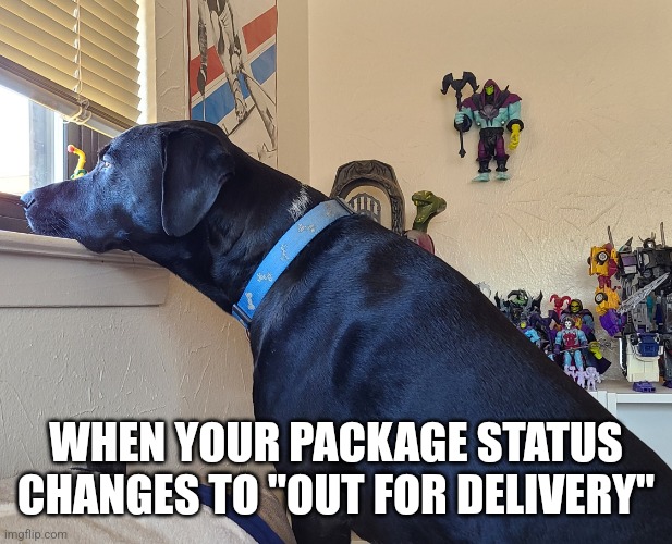 Out for delivery | WHEN YOUR PACKAGE STATUS CHANGES TO "OUT FOR DELIVERY" | image tagged in waiting dog,package,delivery | made w/ Imgflip meme maker