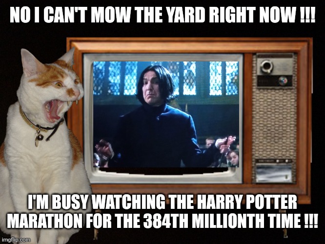 Harry Potter Marathon | NO I CAN'T MOW THE YARD RIGHT NOW !!! I'M BUSY WATCHING THE HARRY POTTER MARATHON FOR THE 384TH MILLIONTH TIME !!! | image tagged in harry potter marathon,professor snape,angry cat,mow the yard memes,harry potter,cats | made w/ Imgflip meme maker
