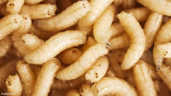 Maggots | image tagged in maggots | made w/ Imgflip meme maker