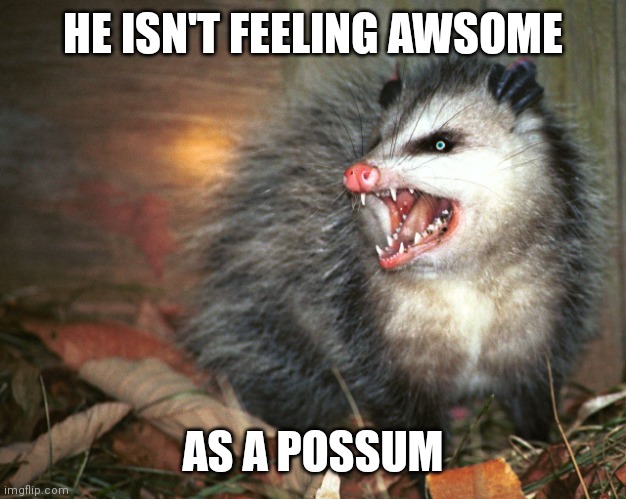 This isn't an awesome possum | HE ISN'T FEELING AWSOME; AS A POSSUM | image tagged in possom 2,memes,funny,awsome possum | made w/ Imgflip meme maker