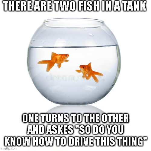 fish tank joke, | THERE ARE TWO FISH IN A TANK; ONE TURNS TO THE OTHER AND ASKES "SO DO YOU KNOW HOW TO DRIVE THIS THING" | image tagged in fish | made w/ Imgflip meme maker