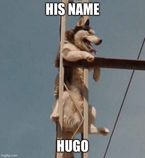 ~Hugo the Great~ | HIS NAME; HUGO | image tagged in doge | made w/ Imgflip meme maker
