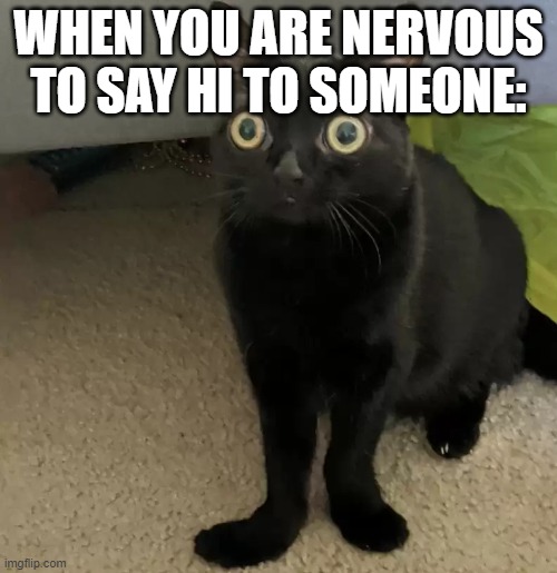 OH NOES | WHEN YOU ARE NERVOUS TO SAY HI TO SOMEONE: | image tagged in black cat oh no v2,funny | made w/ Imgflip meme maker