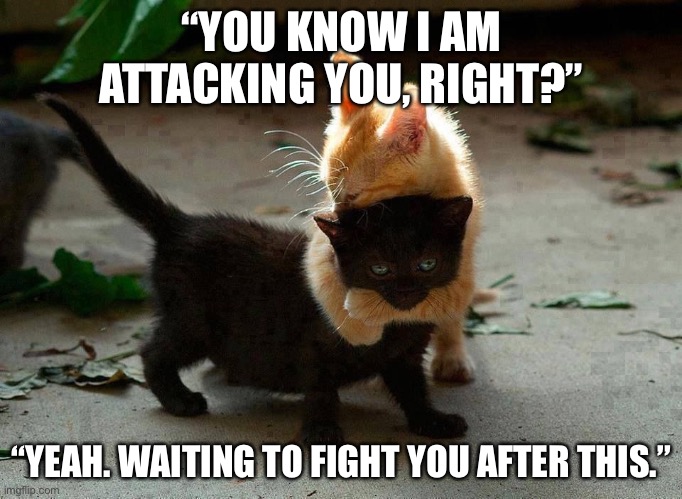 Act natural | “YOU KNOW I AM ATTACKING YOU, RIGHT?”; “YEAH. WAITING TO FIGHT YOU AFTER THIS.” | image tagged in kitten hug | made w/ Imgflip meme maker
