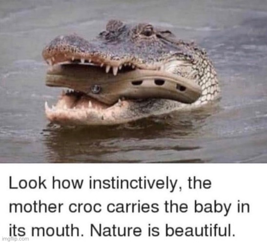 Oh how beautiful nature is | image tagged in nature | made w/ Imgflip meme maker