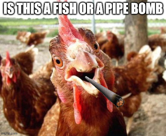 Chicken | IS THIS A FISH OR A PIPE BOMB | image tagged in chicken | made w/ Imgflip meme maker