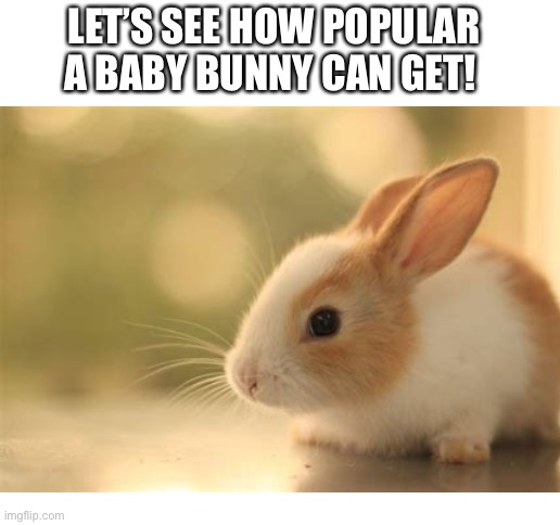 LET’S SEE HOW POPULAR A BABY BUNNY CAN GET! | image tagged in blank white template | made w/ Imgflip meme maker