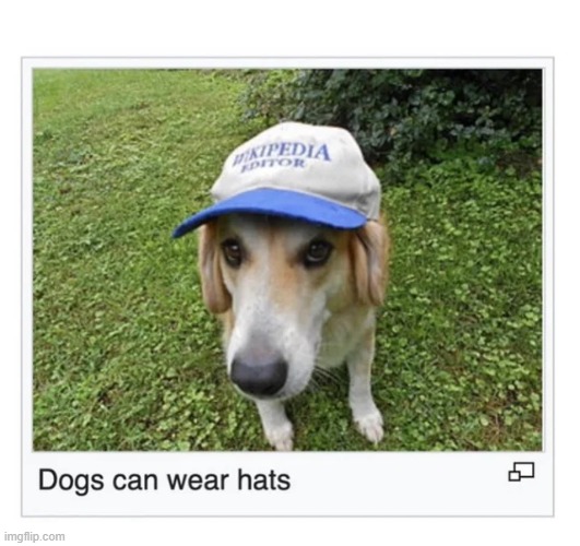 Dog with Hat Meme Maker