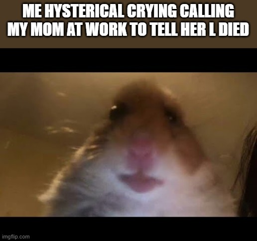 Hamster looking at camera | ME HYSTERICAL CRYING CALLING MY MOM AT WORK TO TELL HER L DIED | image tagged in hamster looking at camera | made w/ Imgflip meme maker