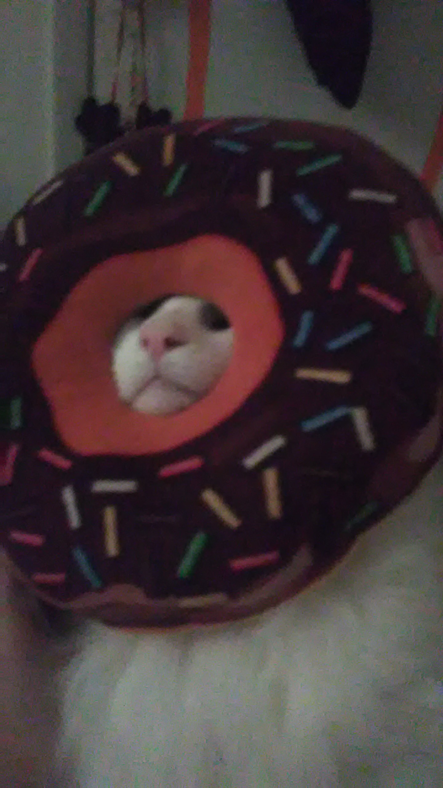 Donut cat Blank Meme Template