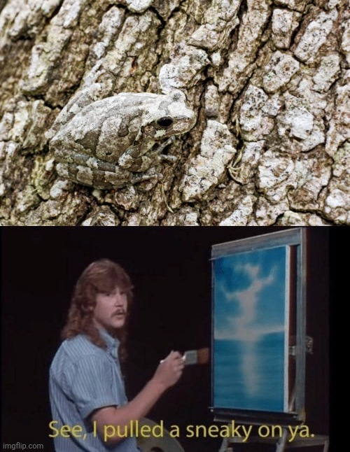 Frog tree branch camouflage | image tagged in i pulled a sneaky,sneak 100,funny,frog,memes,the trickster | made w/ Imgflip meme maker