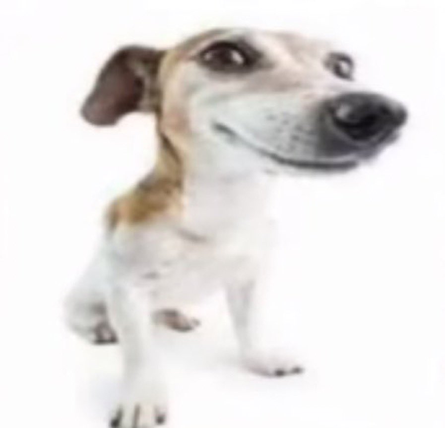 Jack Russell terrier stock photo Blank Meme Template