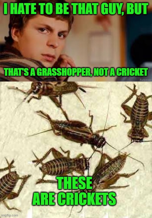 I HATE TO BE THAT GUY, BUT THAT'S A GRASSHOPPER, NOT A CRICKET THESE ARE CRICKETS | image tagged in dont be that guy,crickets | made w/ Imgflip meme maker