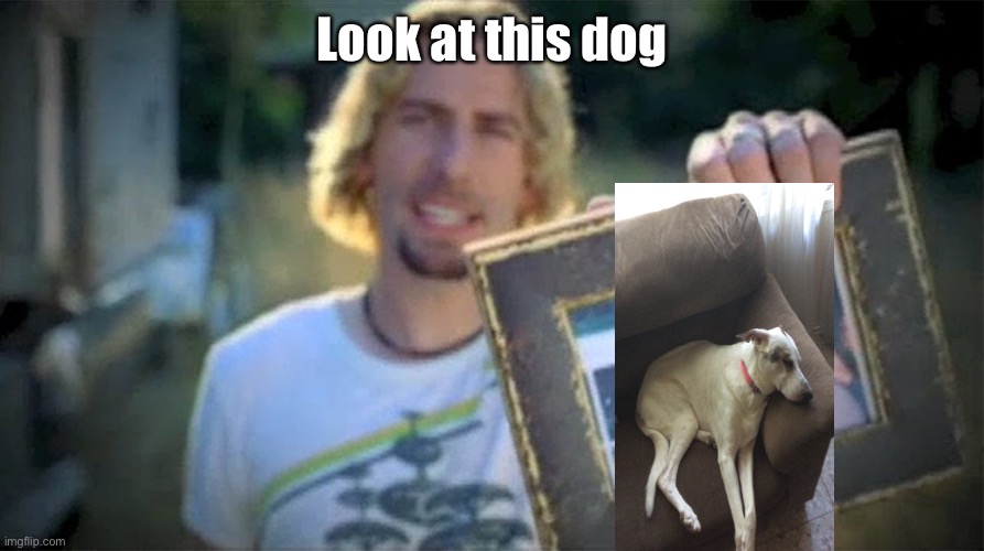 Look at her | Look at this dog | image tagged in look at this photograph,navi | made w/ Imgflip meme maker