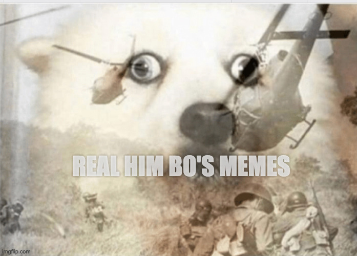 PTSD dog | REAL HIM BO'S MEMES | image tagged in ptsd dog | made w/ Imgflip meme maker