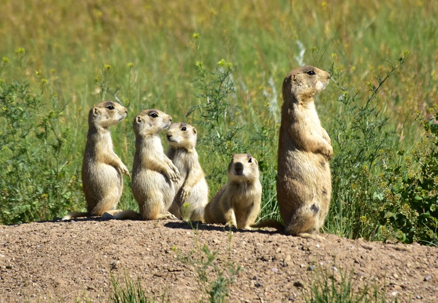 High Quality Prairie dogs Blank Meme Template