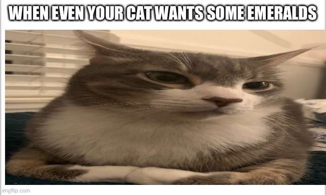 If you give me emeralds, I can give you 64 hairballs | WHEN EVEN YOUR CAT WANTS SOME EMERALDS | image tagged in cats,minecraft villagers | made w/ Imgflip meme maker