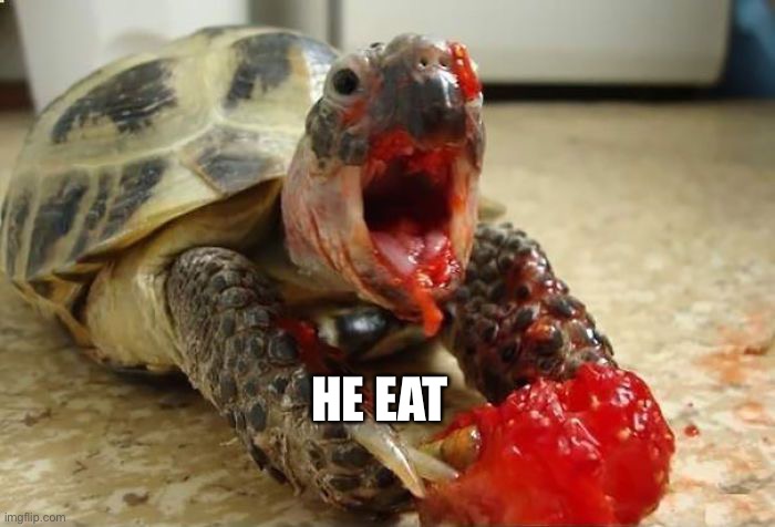 He eat | HE EAT | image tagged in i like turtles | made w/ Imgflip meme maker