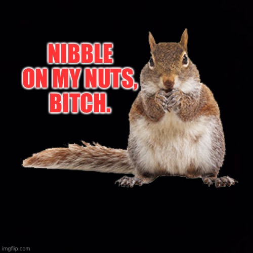Nibble on my nuts, bitch. | NIBBLE ON MY NUTS,
BITCH. | image tagged in memes,squirrel,nuts,bitch,bad pun,dirty joke | made w/ Imgflip meme maker