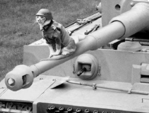 War Kitty Blank Meme Template