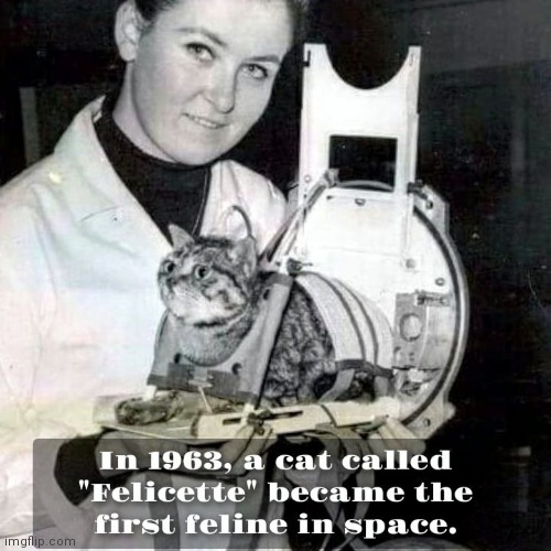 Space cat | image tagged in space,cat,first | made w/ Imgflip meme maker