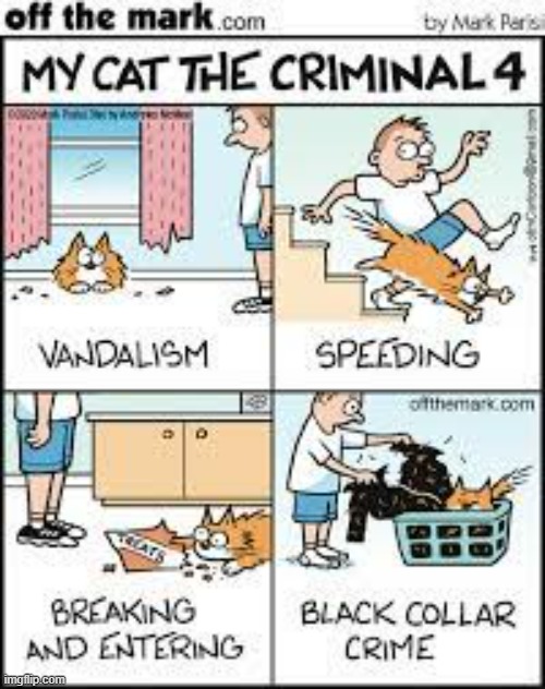 image tagged in memes,comics,cats,everyday,criminal,facts | made w/ Imgflip meme maker