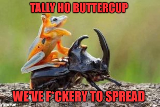 frog, beetle | TALLY HO BUTTERCUP; WE'VE F*CKERY TO SPREAD | image tagged in frog beetle | made w/ Imgflip meme maker
