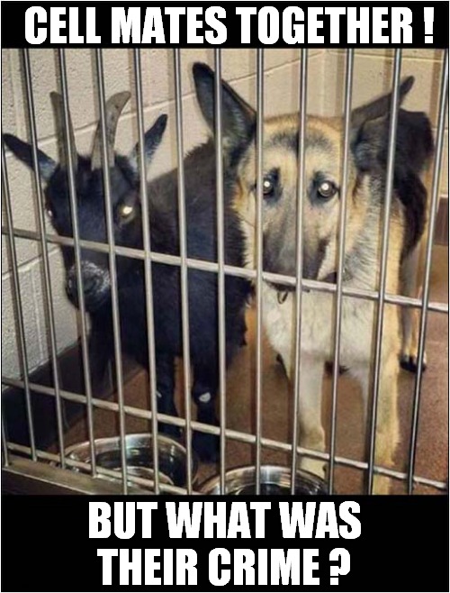 Behind Bars ! | CELL MATES TOGETHER ! BUT WHAT WAS THEIR CRIME ? | image tagged in dogs,goat,criminals | made w/ Imgflip meme maker