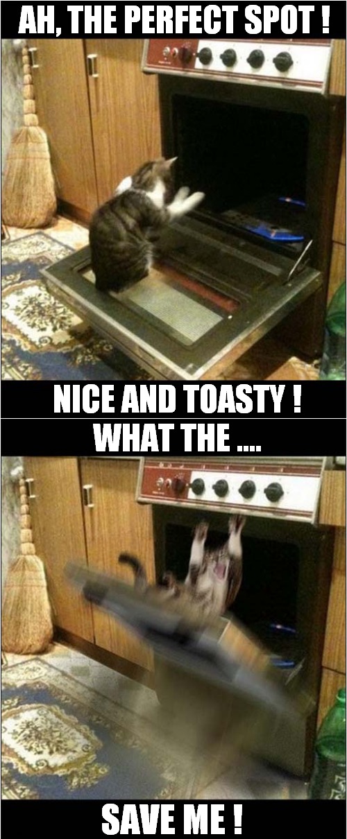 The Cat May Regret This ! | AH, THE PERFECT SPOT ! NICE AND TOASTY ! WHAT THE .... SAVE ME ! | image tagged in cats,oven,toasty,regret | made w/ Imgflip meme maker