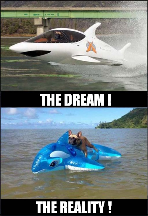 A Disappointed Dog  At The Seaside ! | THE DREAM ! THE REALITY ! | image tagged in dogs,dreams,speedboat,inflatable | made w/ Imgflip meme maker