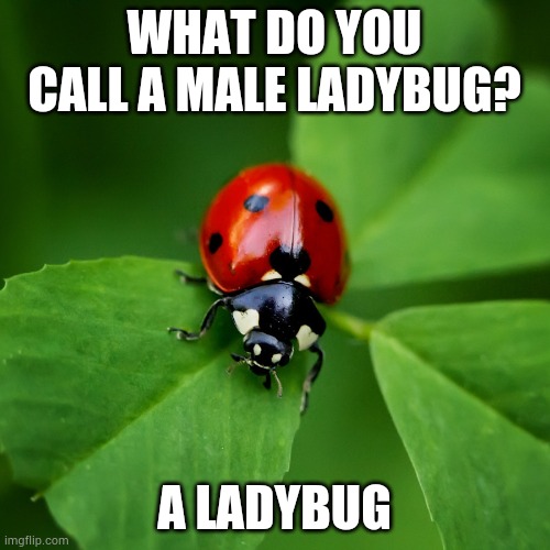 Anti-jokes part 4 | WHAT DO YOU CALL A MALE LADYBUG? A LADYBUG | image tagged in ladybug | made w/ Imgflip meme maker