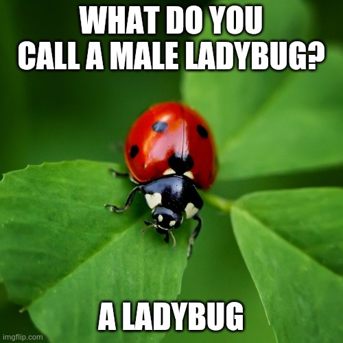 what-would-you-call-a-male-ladybug-girlsaskguys