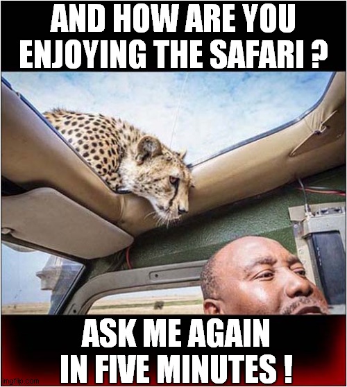 His Last Tour ? | AND HOW ARE YOU ENJOYING THE SAFARI ? ASK ME AGAIN IN FIVE MINUTES ! | image tagged in safari,cheetah,attack,dark humour | made w/ Imgflip meme maker